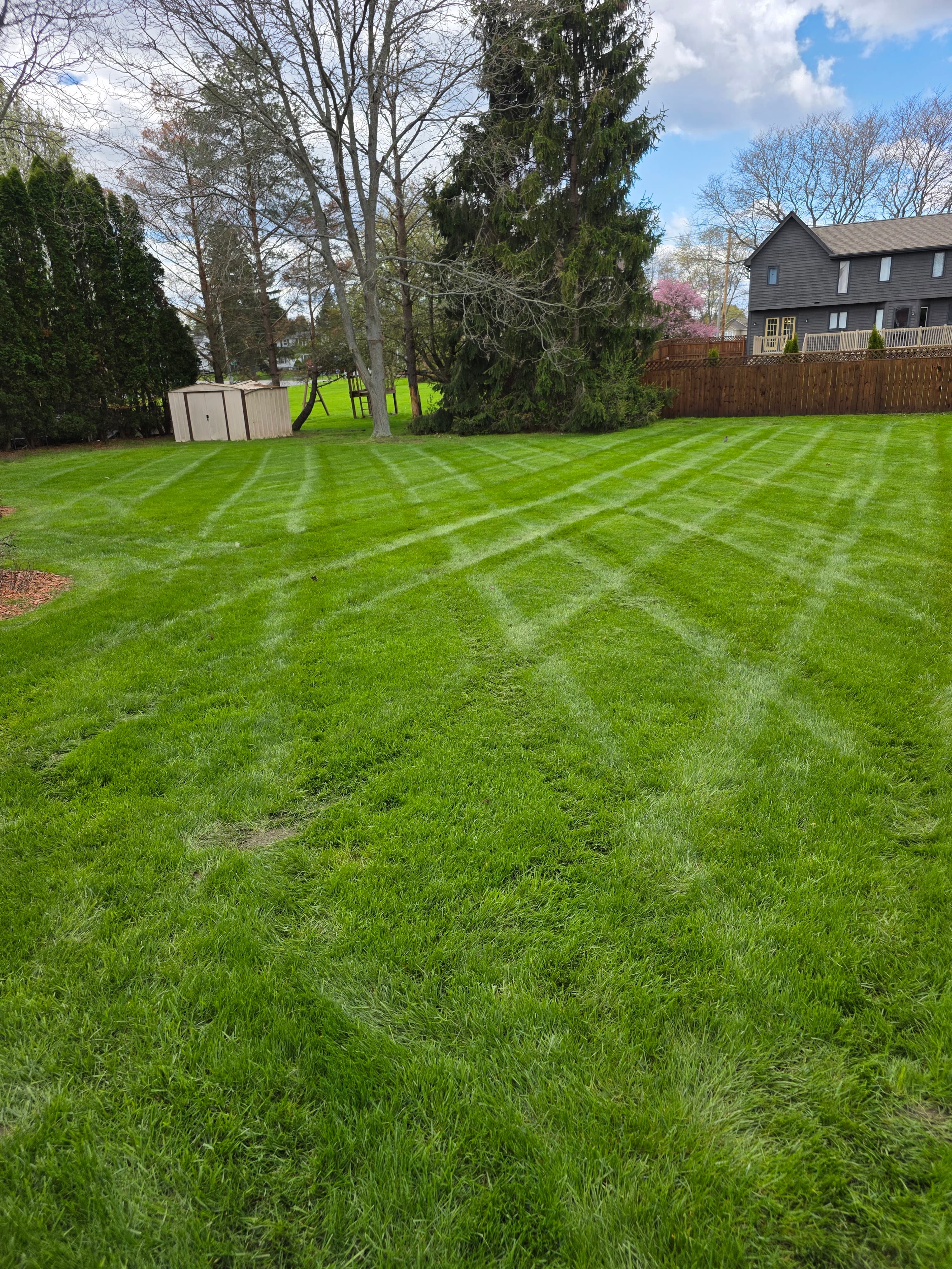 Lush green lawn with diamond mow patterns, a white shed, and tall trees.